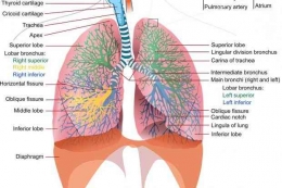 Bagian-bagian paru-paru. Dok  katadata.co.id/Siti Nur Aeni