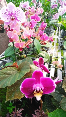 Anggrek Bulan(Phaleonopsis) perhatikan bentuk daunnya yang dekat tanah, melebar, dan tidak bercabang(dokpri by IYes)