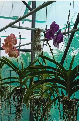 Anggrek Vanda (dokpri by IYes)