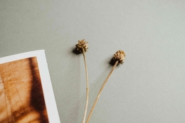 Source: https://www.pexels.com/photo/dried-flowers-on-gray-textured-paper-6167930/