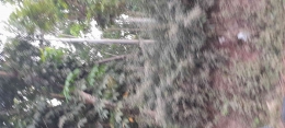 Pohon Jati Menjulang/Dok Pribadi