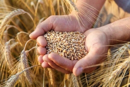 Ilustrasi gandum, bahan tepung. Sumber: Shutterstock by Kumparan