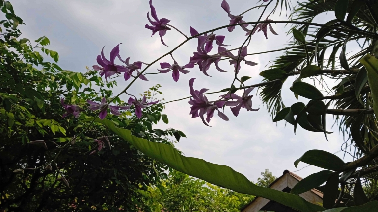 Anggrek dendrobium yang ditempel di pepohon membuat suasana syahdu dan blooming (dokpri) 