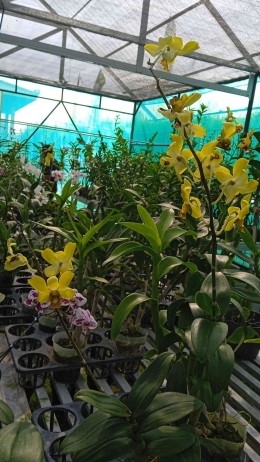 Phaleonopsis kuning (dokpri) 