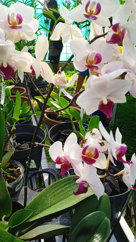 Phaleonopsis (dokpri)Â