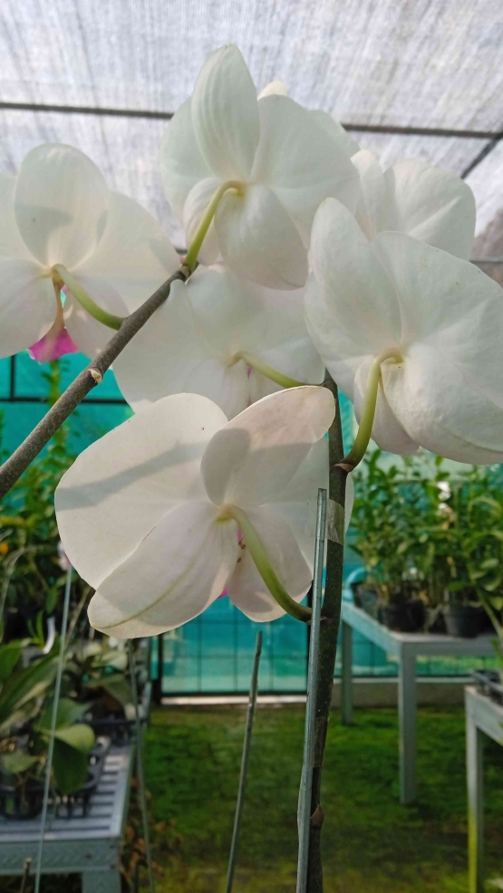Phaleonopsis putih (dokpri) 