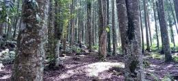 Hutan Pinus (Dokumentasi pribadi)