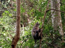 Seekor kedih bertengger di dahan pohon, Taman Nasional Gunung Leuser, Bukit Lawang, Bahorok, Langkat (Dok. Pribadi)