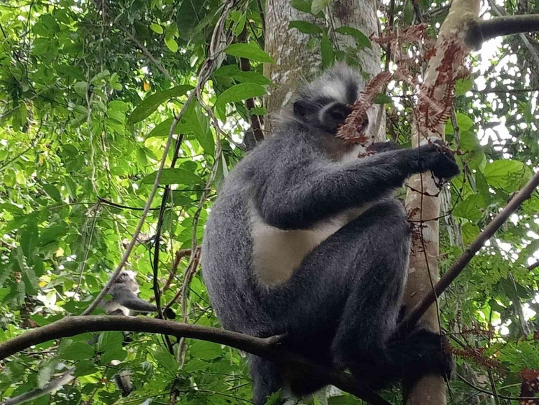 Mengenal Kedih, Primata Asli Sumatera Bermata Sayu (Dok. Pribadi)