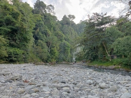 Habitat kedih di Taman Nasional Gunung Leuser, Bukit Lawang, Bahorok, Langkat, Sumatera Utara (Dok. Pribadi)