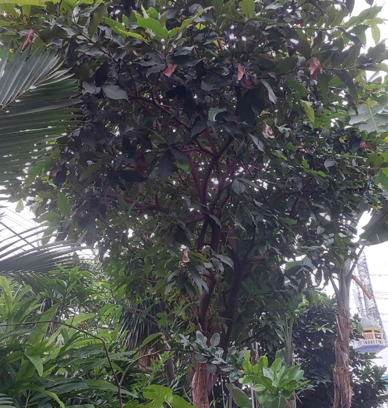 Pohon jambu ogah berbuah di pekarangan Poltak (Dokpri)