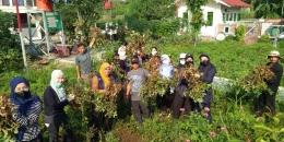 Kegiatan Panen Kacang Tanah di KTD Wijaya Kusuma (Dokpri)