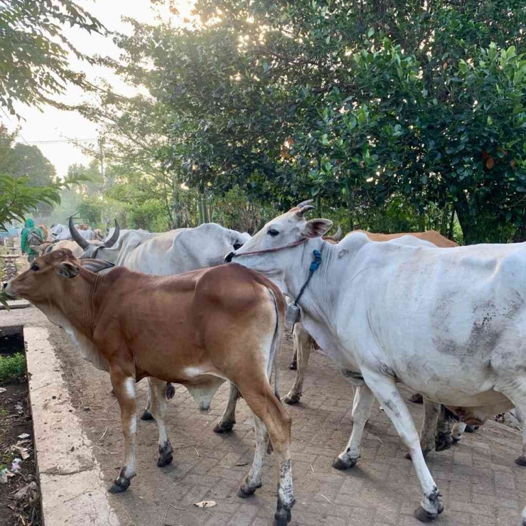Kawanan sapi melintasi jalan desa (sumber: dok. pribadi)