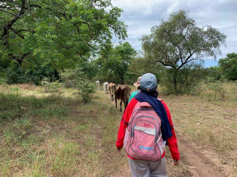 Peternak menggiring sapi ke tengah hutan (sumber: dok. pribadi)
