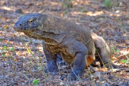 Komodo yang sedang berpose di Pulau Komodo. Sumber: dokumentasi pribadi