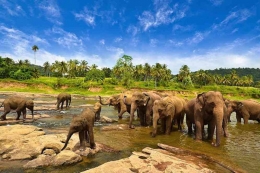 Sumber : https://tempatwisataseru.com/melihat-gajah-sumatra-di-taman-nasional-way-kambas/