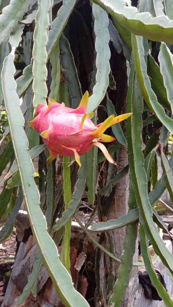 Siap petik buah naga putih (Dokpri 2022)