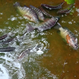 Ikan nila di kolam terpal yang susut airnya|foto: dokpri