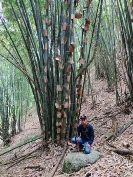 Dok. Wisal Putra (Kades Air Terjun) Pohon Bambu di Bukit Kerinci
