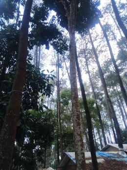 Gambar 3. Hutan Pinus Gunung Manglayang/dokpri