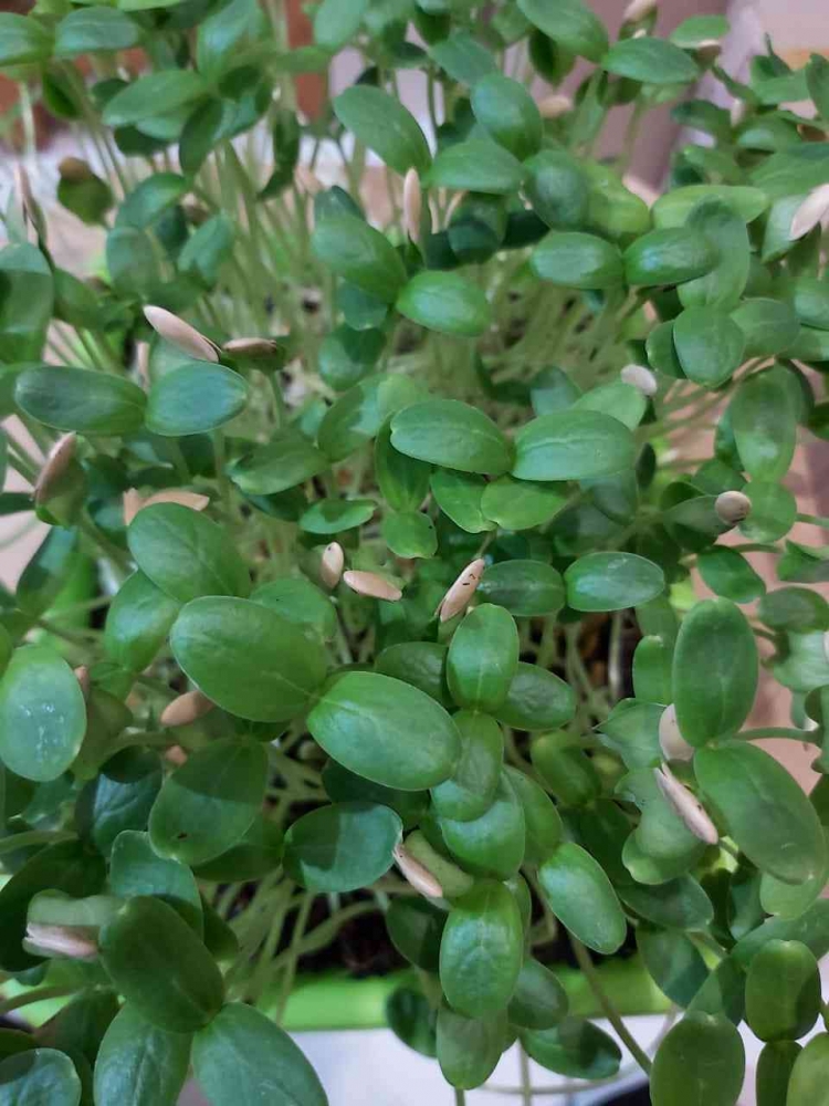 Microgreen melon usia enam hari/Sumber: Dok. Pribadi. 