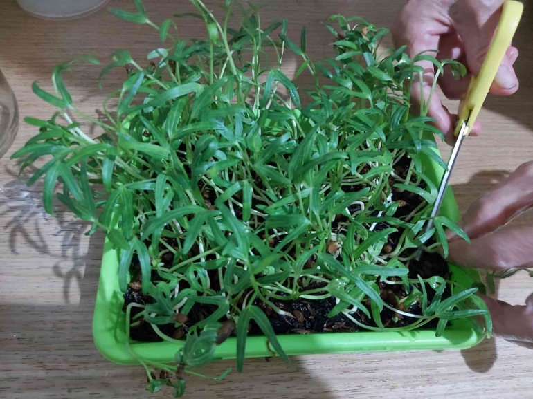 Panen microgreen kangkung usia sepuluh hari/Dok Pribadi. 