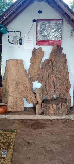 Gambar 3. Potongan Kayu Pohon Nogosari