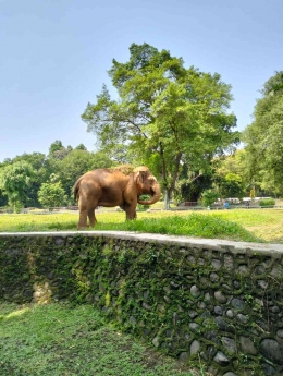 Gajah (Di Pintu Barat Ragunan). Dokumentasi Pribadi
