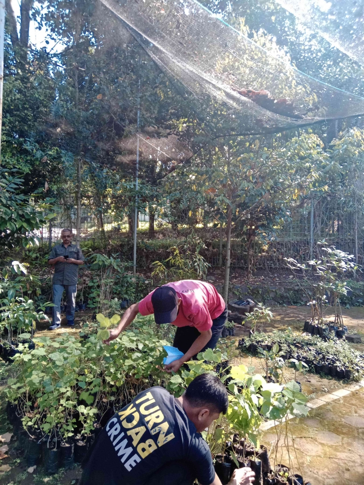 Pemilihan tanaman yang akan diberikan oleh UPTD SPTH Jawa Barat/dokpri