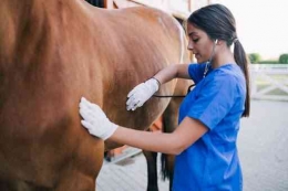 Seorang dokter hewan wanita sedang memeriksa seekor sapi. | Sumber: www.arizona.edu