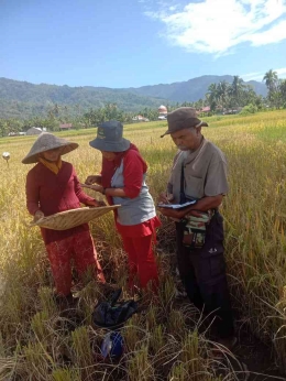 Yurnita, Solok Selatan sedang menghitung Ubinan tanaman padi di sawahnya. Dokpri