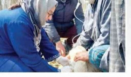 Drh. Rafia Maqbool sedang memeriksa seekor hewan. | Sumber: Greater Kashmir 