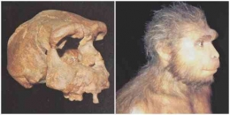 Tengkorak dan hasil rekonstruksi wajah manusia purba Sangiran 17 (Sumber: Sangiran, Situs Prasejarah Dunia, 2012)