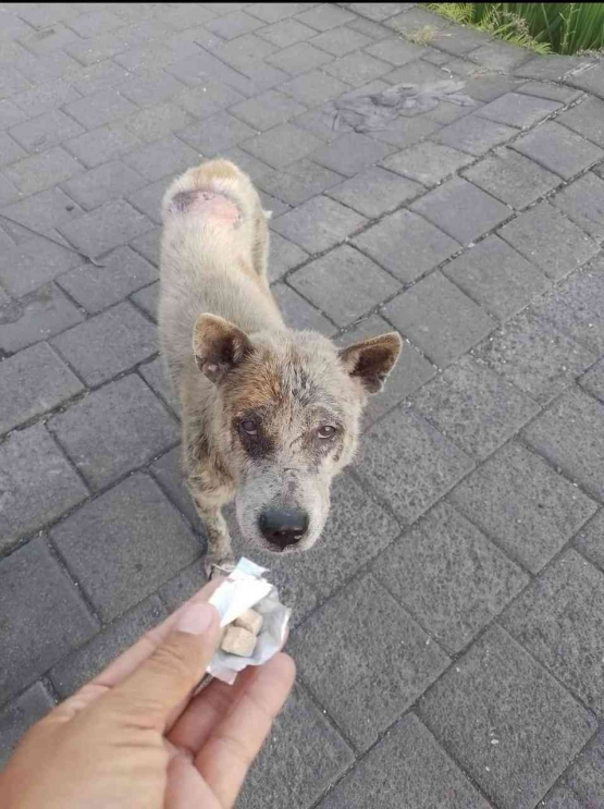 Memberikan Obat Kulit Untuk Anjing Terlantar | Dokumentasi Tante Putu Kurnia/Putu Switi