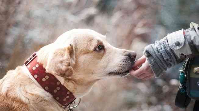 Berbuat Cinta Kasih Kepada Binatang Anjing | Sumber Suara.com