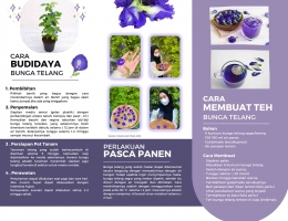 Leaflet Cara Budidaya dan Pembuatan Teh Herbal Bunga Telang Penambah Imunitas/dokpri