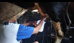 Stefany/dokumentasi pribadi: Pengambilan footage UMKM susu sapi di Desa Gogik untuk video Ungaran Fest./dokpri