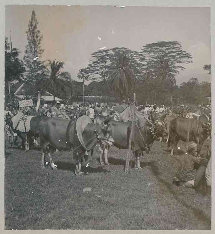 Sapi-sapi gemuk di pameran. Sumber: Digital Collection Leiden University  Libraries