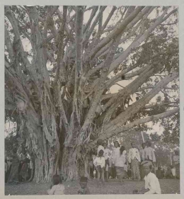 Pohon beringin di lokasi pameran tempat berteduh. Sumber: Digital Collection Leiden University Libraries