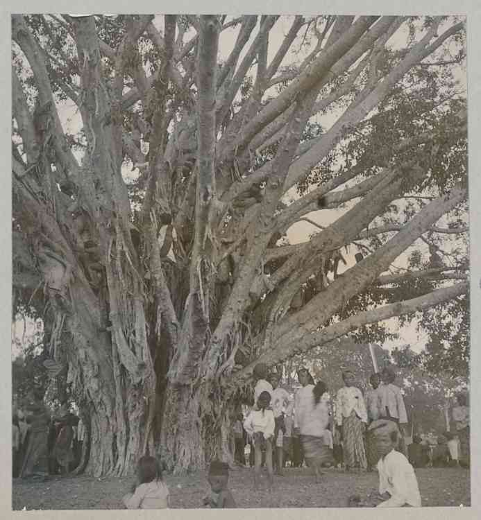 Pohon beringin di lokasi pameran tempat berteduh. Sumber: Digital Collection Leiden University Libraries