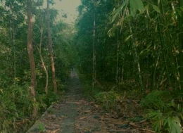 Jalan awal menembus hutan jati. | Dokumen pribadi 