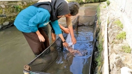 Gambar 2. Mahasiswa KKN Tim II Undip melakukan penebaran benih ikan nila di saluran irigasi dekat rumah warga Dusun Kragilan, Desa Progowati, Kecamatan Mungkid.