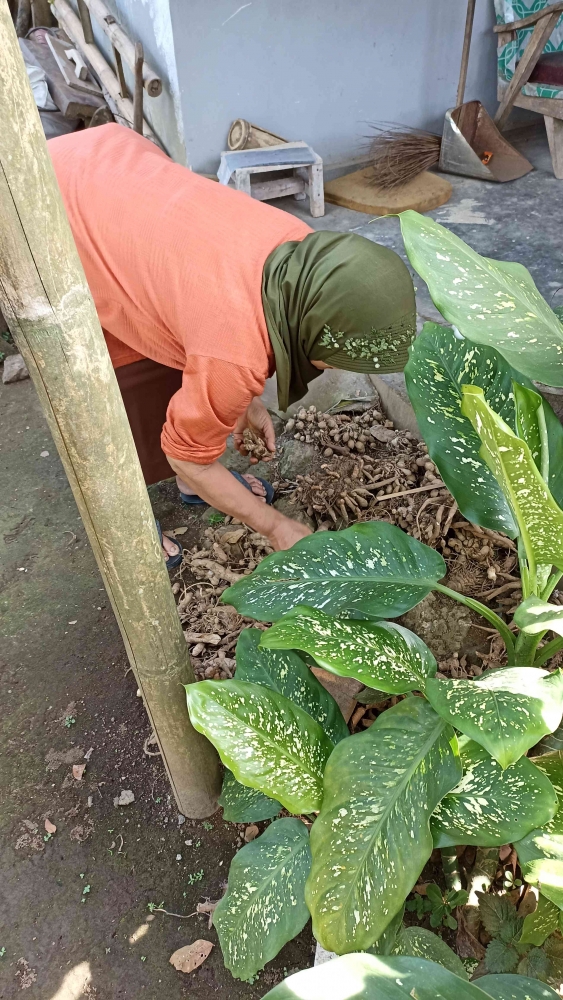 Optimalkan Hasil Panen Tanaman Obat, KKN UNDIP 2022 Selenggarakan ...