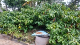 Potensi Pertanian yang ada di Desa Malebo Kecamatan Kandangan (Dokpri)