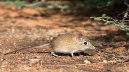 Para ilmuwan berpikir bahwa tikus adalah reservoir alami untuk virus. (Kredit gambar: Ann dan Steve Toon / Foto Alamy Stock) via livescience
