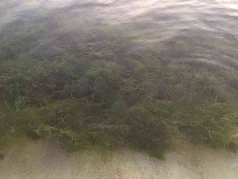 Rumput laut yang dibudidayakan di Pantai Nemberala, dokpri