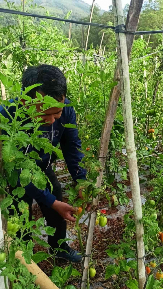 Memetik Tomat Dari Kebun Warga | Dokumentasi Pribadi