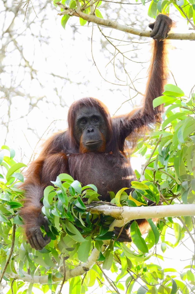 Orangutan Santai. (Foto dok : Erik Sulidra-Yayasan Palung).