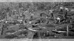 Sistem Tanam Paksa kolonial Belanda yang mengakibatkan banyak korban jiwa rakyat Indonesia (Sumber: tribunnews.com)