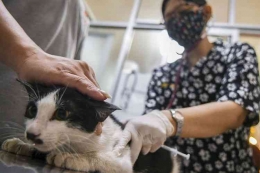 Berkoordinasi dengan petugas kesehatan hewan untuk langkah penangan yang tepat untuk kucing liar (ANTARA FOTO/GALIH PRADIPTA)
